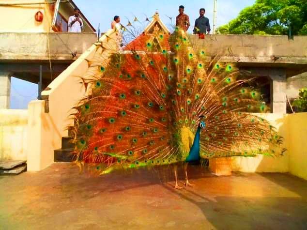 Ponvelikkavu Sree Bhagavathi is an Shakthi devi in Hinduism