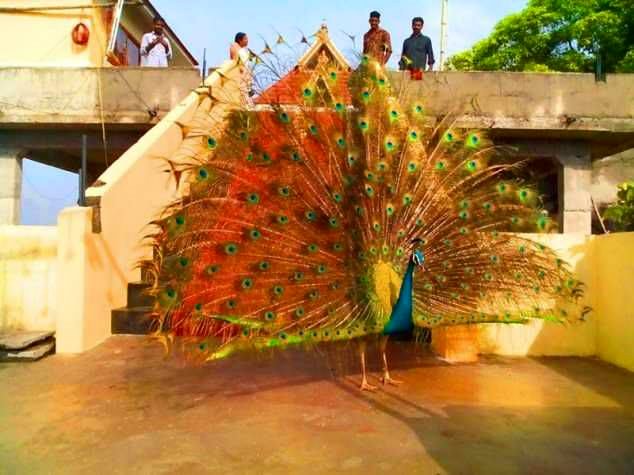 Ponvelikkavu Sree Bhagavathi is an Shakthi devi in Hinduism